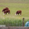 Excursie Kampen en Schokland 19-05-2018 081